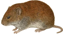Northern Red-backed Vole
