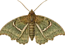 Sigmoid Prominent