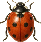 Seven-spotted Ladybug