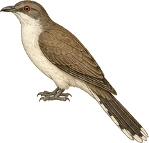 Mangrove Cuckoo