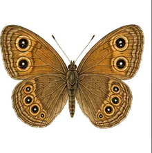California Ringlet