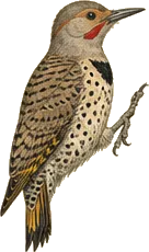 Northern Flicker