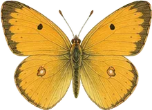 Orange Sulphur