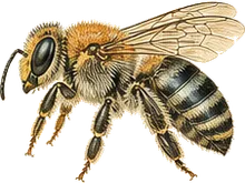 Polyester Bee
