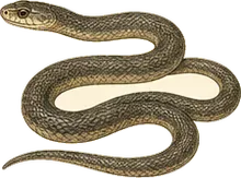North American Racer
