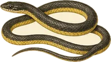 Eastern Yellow-bellied Racer