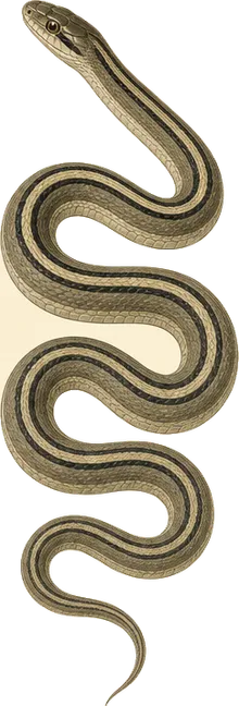 Striped Racer