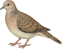 Inca Dove