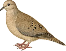 Common Ground Dove