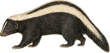 Striped Hog-nosed Skunk