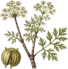 Poison Hemlock