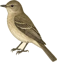 Olive-sided Flycatcher