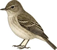 Eastern Wood-Pewee