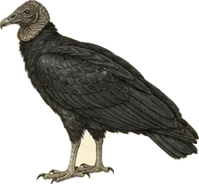 Black Vulture