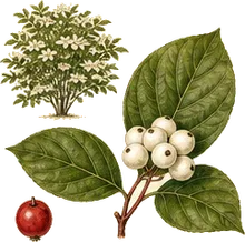 Silky Dogwood