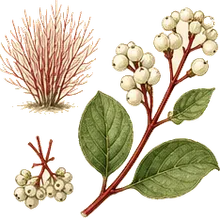 Red Osier Dogwood