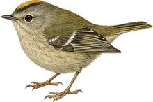 Ruby-crowned Kinglet