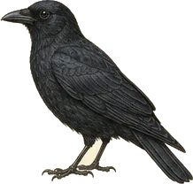 American Crow
