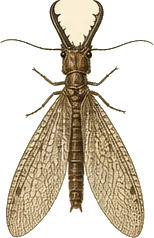Eastern Dobsonfly