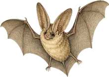 Mexican Big-eared Bat