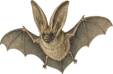 Rafinesque's Big-eared Bat