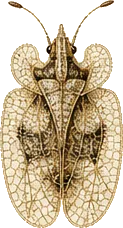 Sycamore Lace Bug