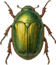 Green June Beetle