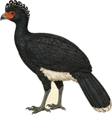 Great Curassow