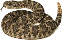 Rock Rattlesnake