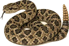 Black-tailed Rattlesnake