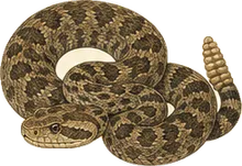 Western Rattlesnake