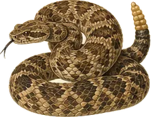 Twin-spotted Rattlesnake