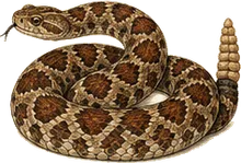Red Diamond Rattlesnake