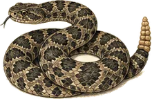 Tiger Rattlesnake