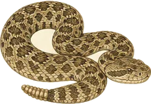 Prairie Rattlesnake