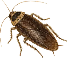 Brown-hooded Cockroach