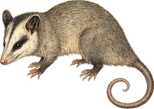Agricola's Gracile Opossum