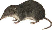 Blackish Small-eared Shrew