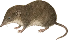 Costa Rican Small-eared Shrew