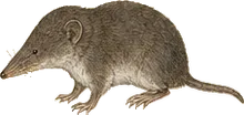 North American Least Shrew