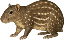 Lowland Paca