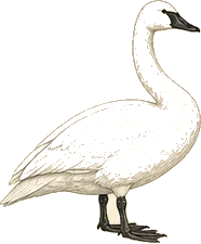 Trumpeter Swan