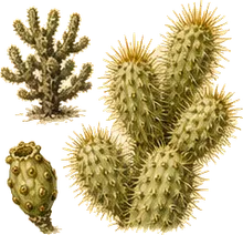 Chain-fruit Cholla
