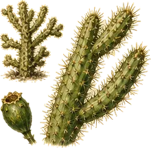 Tree Cholla