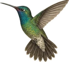 Broad-billed Hummingbird