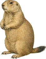 Black-tailed Prairie Dog