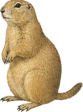 Utah Prairie Dog