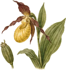 Yellow Lady's Slipper