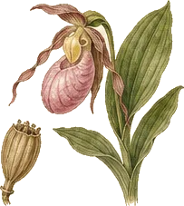 Showy Lady's Slipper