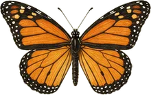 Monarch Butterfly